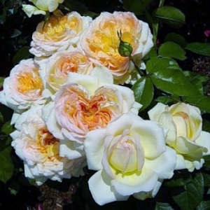 Альфонс Додэ - чайно гибридные розы